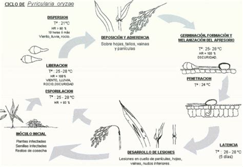 Pyricularia Oryzae En Arroz Tecnicoagricola Es