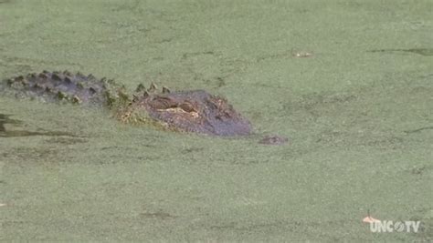 Lake Waccamaw State Park (alligators) | UNC Science and Medical Journalism