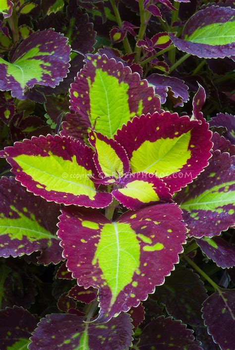 Coleus Solenostemon ‘saturn Plant And Flower Stock Photography