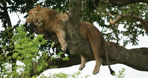 Tree Climbing Lions Of Ishasha Uganda Is More Than Just The Gorillas