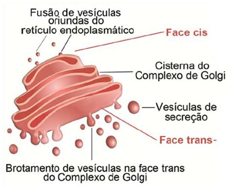 Qual A Função Do Complexo Golgiense - Complexo De Golgi Complexo De Golgi Ilustração Stock. Ilustração