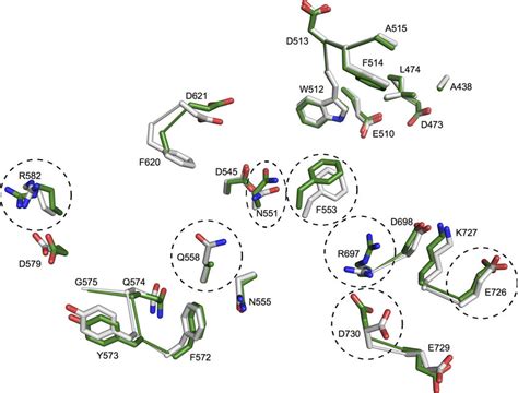 Structural Alignment Of The Active Site Residues From Barley LD In