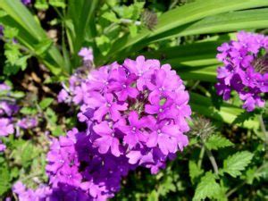 PLANTA VERBENA CARACTERÍSTICAS CUIDADOS CULTIVO Y MÁS