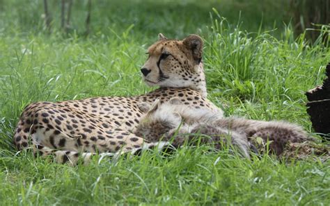 Cheetah And Cubs Chester Zoo Cheetah And Cubs Chester Zoo Flickr