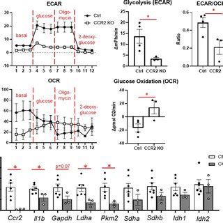 Changes In Glucose Metabolism In Cardiac Macrophages After MI In CCR2