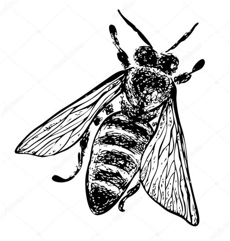 Abeja dibujada a mano ilustración gráfica vectorial 2023