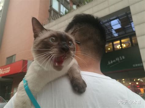 为什么没人遛猫呢？ 知乎