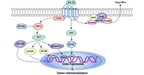 CCR9: A Member of the Chemokine Receptor Family, an Emerging Target for ...
