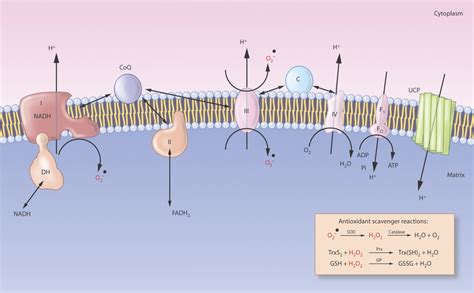 Structure Of The Electron Transport Chain And Sites Of Ros Generation Download Scientific