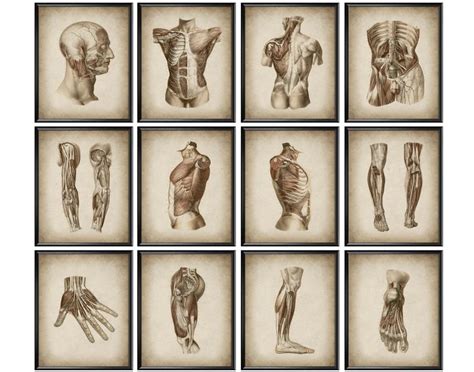 12 Anatomical Posters Vintage Anatomy Art Muscular System Structure