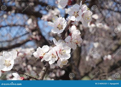 Naked Branch Of Apricot With White Flowers In April Stock Image Image