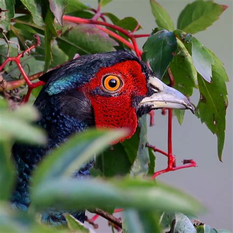 Phasianus Colchicus Jagdfasan M Nnchen Jagdfasan Phasia Flickr