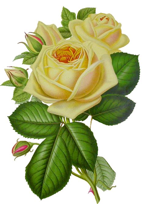 White Rose Transparent File Png Play