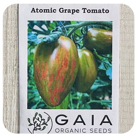 Tomato Atomic Grape Seeds Organic Davenport Garden Centre