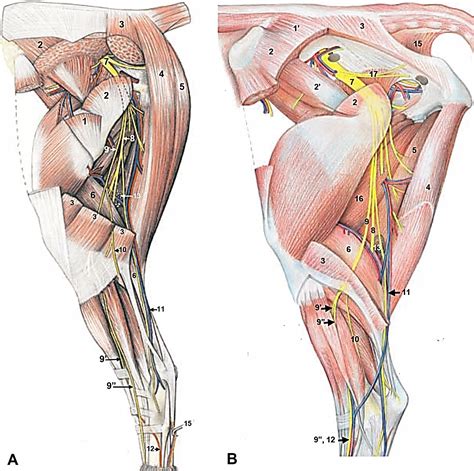 Part 3 Distal Pelvic Limb Dissection Lab Guide For Ungulate Anatomy