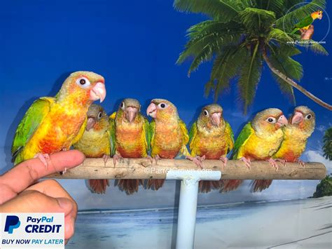 High Red Pineapple Green Cheek Conure For Sale Parrotcrown