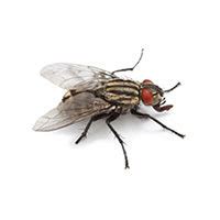 Flesh Fly Identification, Habits & Behavior | Batzner Pest Control in WI