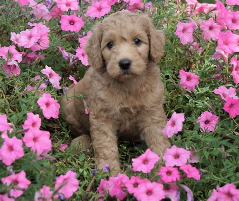 Medium F1B Goldendoodle For Sale Millersburg, OH Female- Katie – AC Puppies LLC