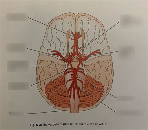 Circle Of Willis Diagram Quizlet