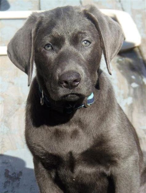 Grayson My Charcoal Lab Puppy Enjoying The Sun Lab Puppies Silver