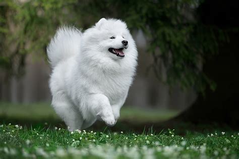 Samoyed 1080p 2k 4k 5k Hd Wallpapers Free Download Wallpaper Flare