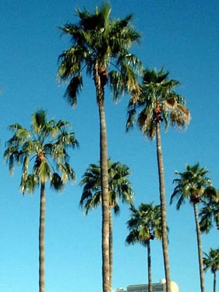 Punteruolo Rosso Delle Palme Prevenzione Terapia Cura Trattamento