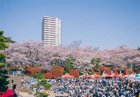 Matsumae Park - Japan Cherry Blossom Guide | japanese cherry blossom ...