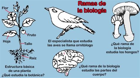 Ramas de la biología más importantes y su definición Biología Taller