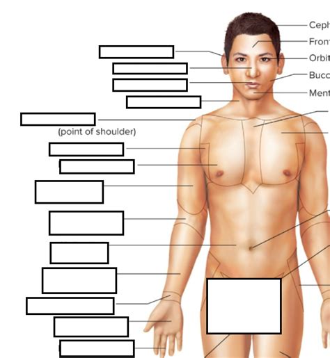 Body Regions Part 1 Diagram Quizlet