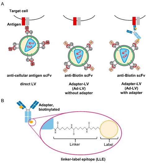 Concept Of Lle Adapter Mediated Transduction With Lentiviral Vectors Download Scientific