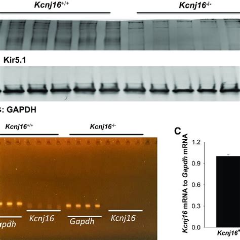 Expression of Kir5 1 and Kcnj16 mRNA in Kcnj16 þ þ and Kcnj16 À À