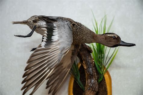 Mallard Duck Female Taxidermy Bird Mount Duck Waterfowl Mounted Stuffed Birds For Sale