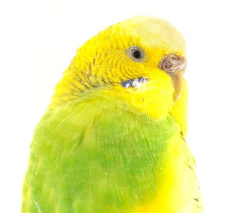 Premium Photo | Elegance unveiled admiring the female budgerigar's colors