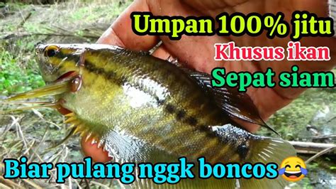 Terbukti Cara Mancing Ikan Sepat Siam Yang Susah Makan Dan