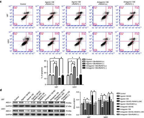 Runt Related Transcription Factor Runx Mediated Tumor Suppressive