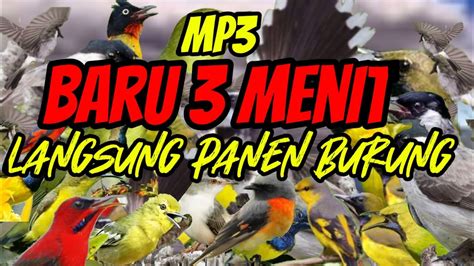 Baru Menit Langsung Panen Burung Suara Pikat Semua Jenis Burung