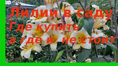 Лилии в моем в саду. Красивые сорта и где их взять. - YouTube