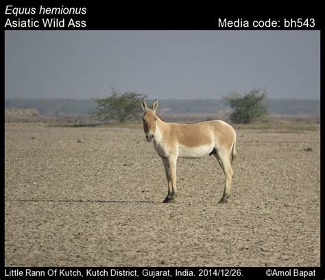 Equus Hemionus Pallas Asiatic Wild Ass Mammals