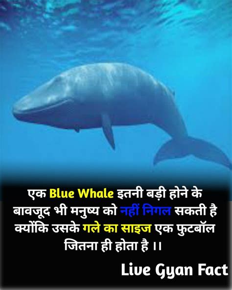 Blue Whale amazing facts in hindi en 2024