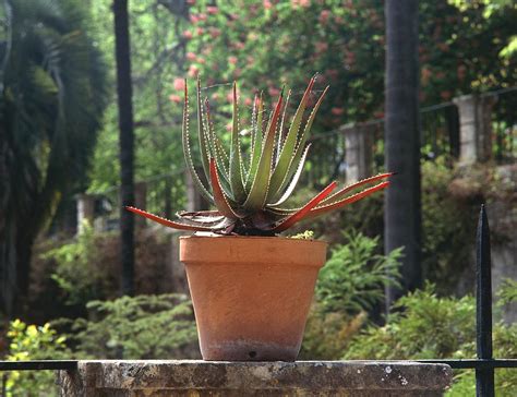 Fynbos Aloe Aloe Succotrina Photograph By Vaughan Fleming