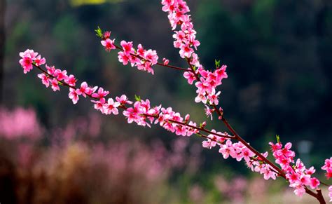 相约安徽 向春而行丨桐城石窑村：桃花艳艳笑春风旅游文化门中