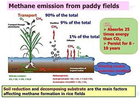 Bayer Shell Temasek Partner To Cut Methane Emissions In Rice