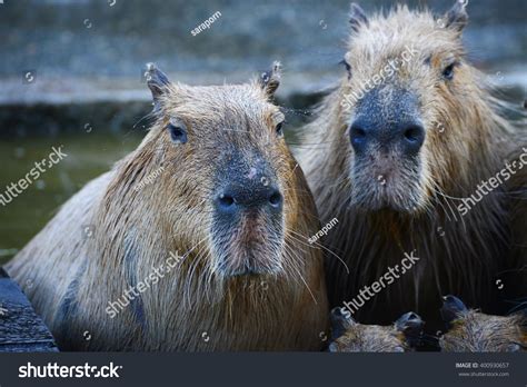 Capybara Family Hot Springs Onsen Stock Photo (Edit Now) 400930657