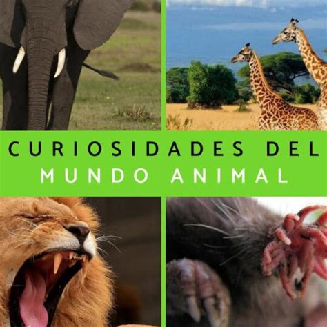 Descubre datos curiosos sobre los leones que quizás no conocías en