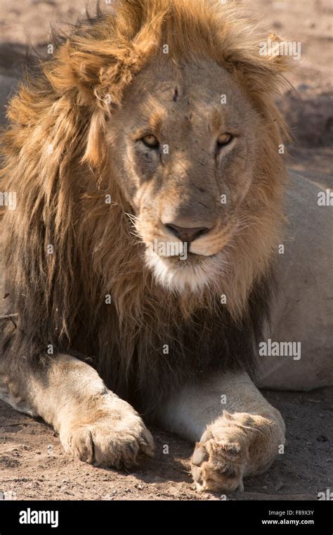 Maned Male Lion Resting Stock Photo Alamy