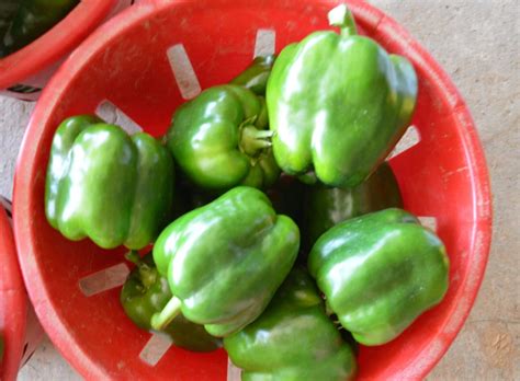 Currier Bell Pepper Treated Seed Seedway