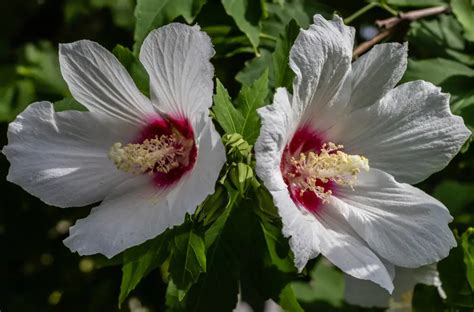 Hibiscus Winter Care Best Tips For Healthy Plant