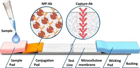 Schematic Of A Test Strip Based On Sandwich Lateral Flow Assay With Download Scientific Diagram