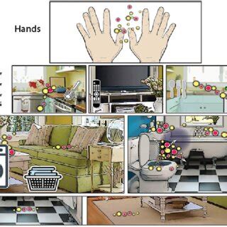 This illustration shows the hierarchy of risk for pathogenic fomite ...