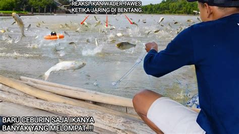 JARING IKAN DI RAWA SUNGAI YANG JARANG DI DATANGI PEMANCING BANYAK